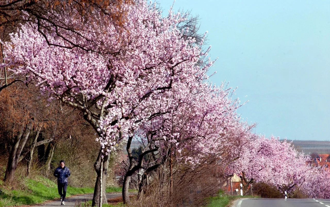 Das Bild zeigt den Kitaasaba Sakura Zutsumi Park in Sakado, Präfektur Saitama, Japan.