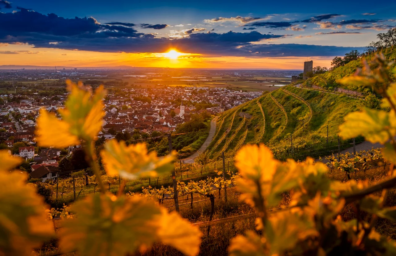 Blick auf die Rheinebene und die Ruine der Strahlenburg auf dem Hügel. von BALCK e.K.